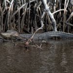 Gator in Everglades. P:Marius
